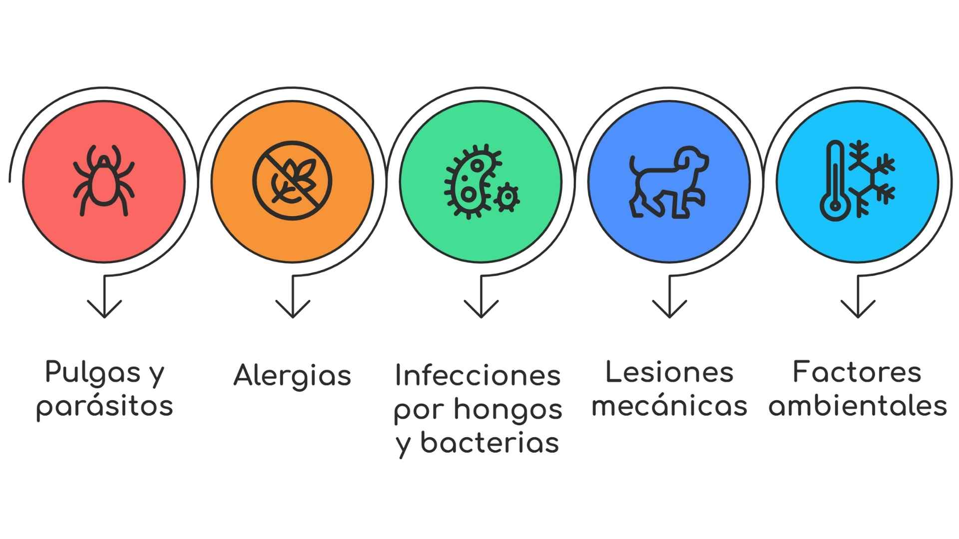 esquema causas de costras en perros